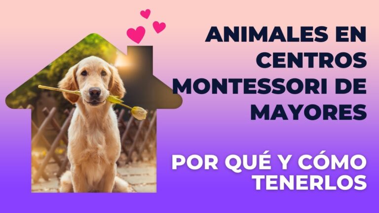 Beneficios Terapéuticos de los Conejos como Compañeros de Vida