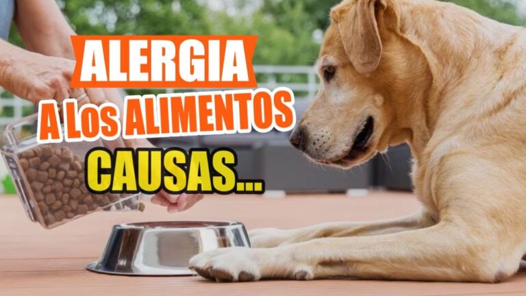 Causas Comunes de Alergias Alimentarias en Mascotas