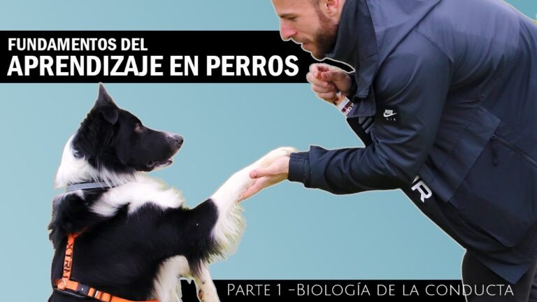 La veterinaria: Clave en el entrenamiento de mascotas