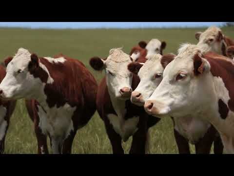 Estrategias Efectivas para el Diagn&oacute;stico Temprano en Animales