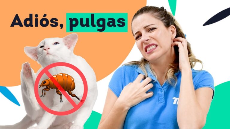 Consejos Efectivos para Prevenir Pulgas en Perros y Gatos