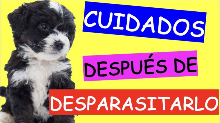 Cuidados Esenciales para la Desparasitaci&oacute;n de Mascotas