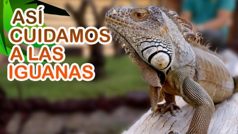 Riesgos de Tener Reptiles Agresivos como Mascotas