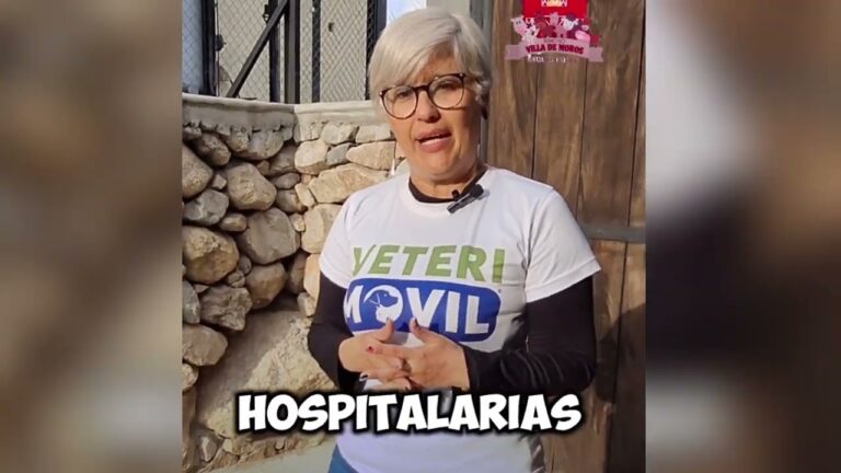 El poder del apoyo emocional en mascotas