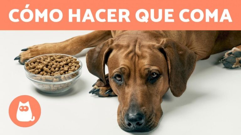 Tratamientos Veterinarios de Emergencia para Mascotas con Problemas de Movilidad