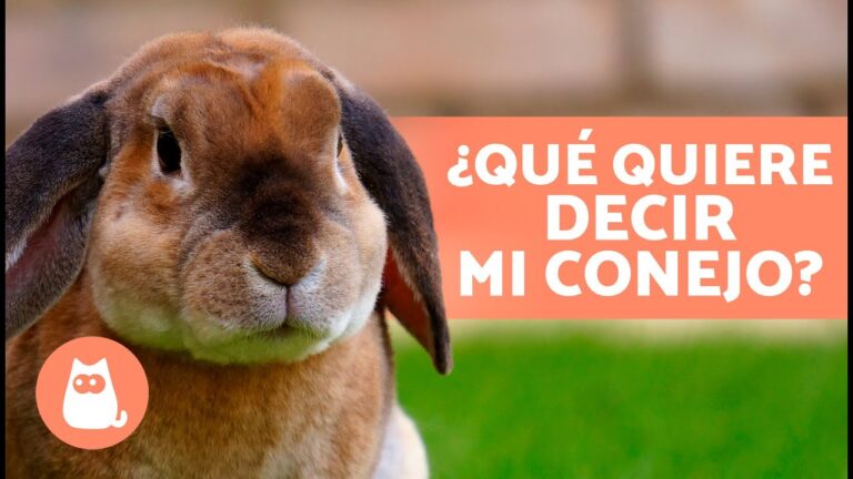 Los Sonidos de los Conejos: Claves en su Comunicaci&oacute;n