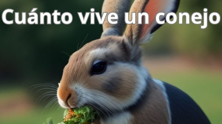 Consejos para Prolongar la Vida de tus Conejos como Mascotas