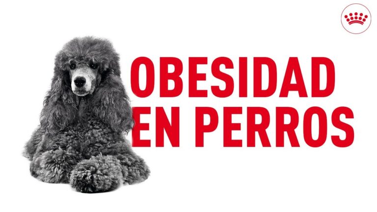 Obesidad: Una Enfermedad Com&uacute;n en Animales