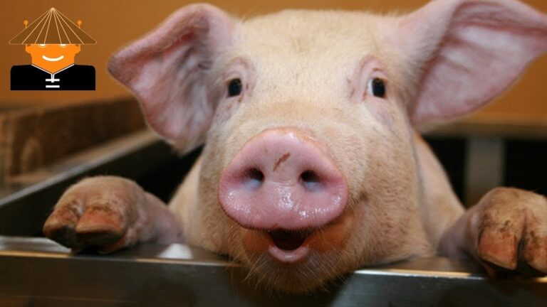 Cuidados Sanitarios en la Reproducci&oacute;n y Cr&iacute;a de Animales