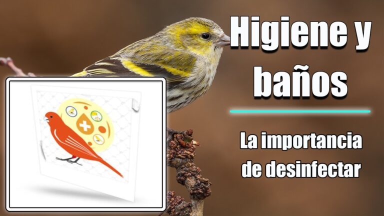 Gu&iacute;a para un Ba&ntilde;o Adecuado de Aves Mascotas