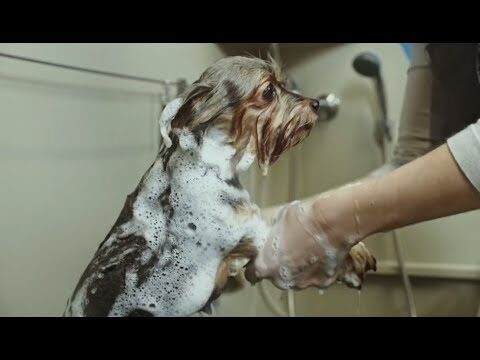 Terapias Complementarias para el Bienestar Animal