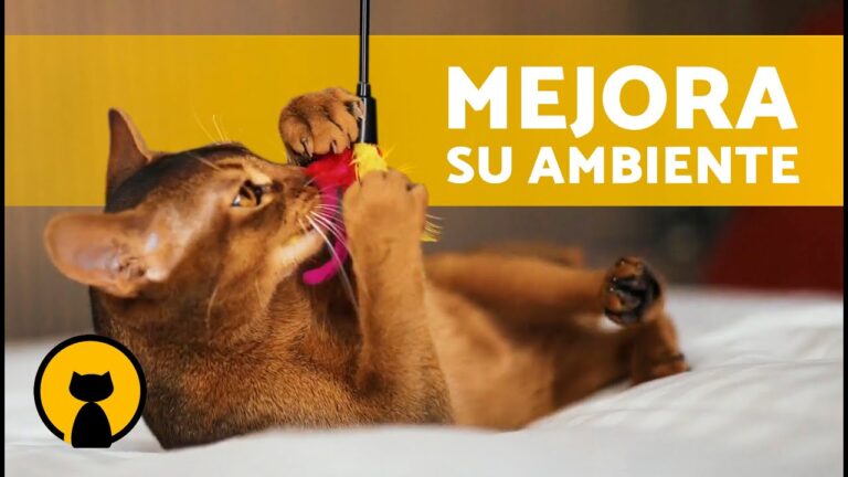 Mejora del Bienestar Veterinario a trav&eacute;s del Enriquecimiento Ambiental