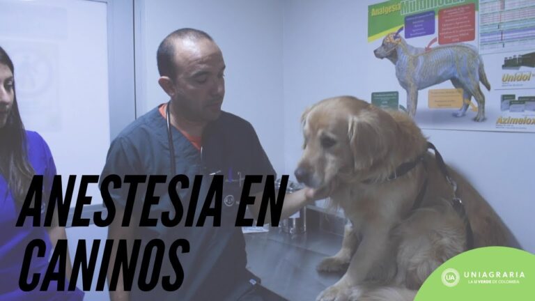 Recuperaci&oacute;n Efectiva de Cirug&iacute;as Card&iacute;acas en Animales