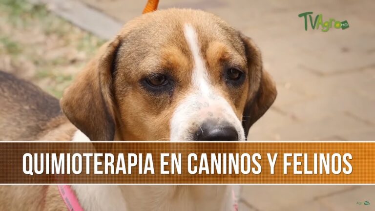 Tratamientos Oncol&oacute;gicos Innovadores para Mascotas