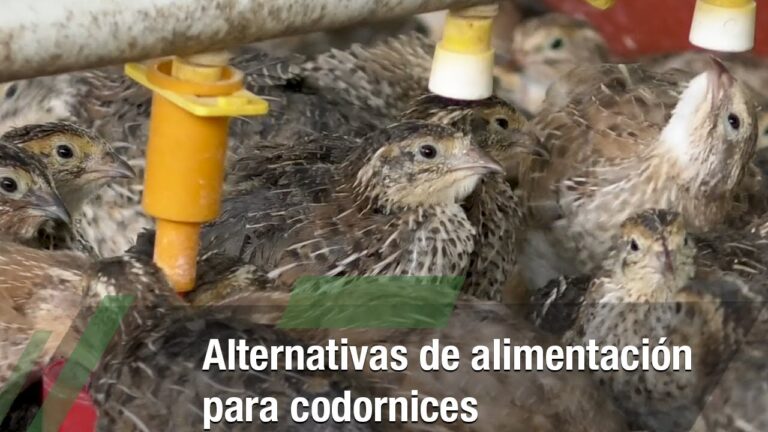 Guía de Nutrición Esencial para Aves Domésticas