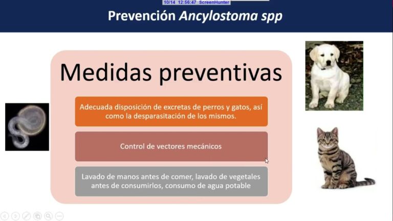 Consecuencias de No Vacunar a Tu Mascota contra la Tricomoniasis