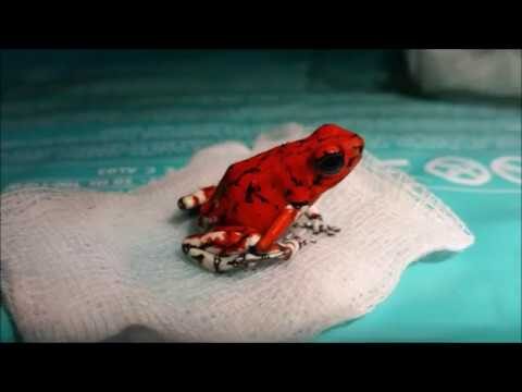 Avances en Procedimientos Quirúrgicos para Animales Exóticos