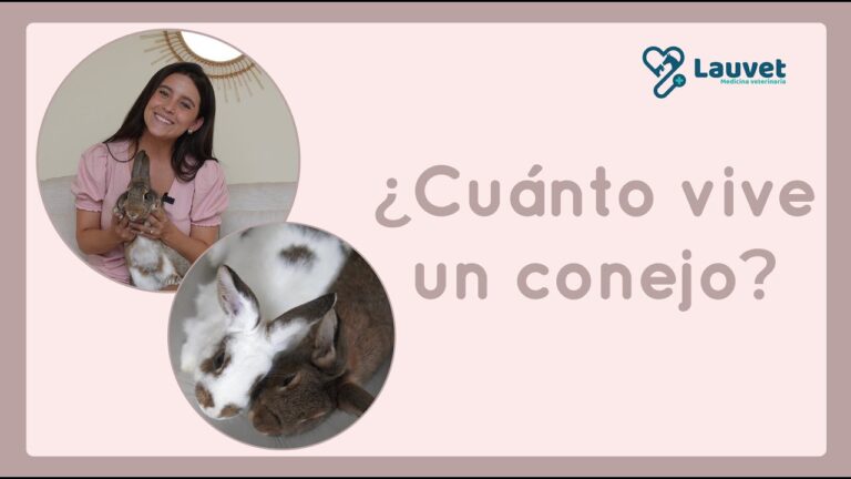 Longevidad de Conejos como Mascotas: Claves para un Cuidado &Oacute;ptimo
