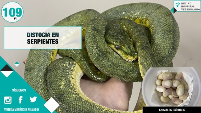 Tratamientos Especializados para la Piel de Animales Ex&oacute;ticos
