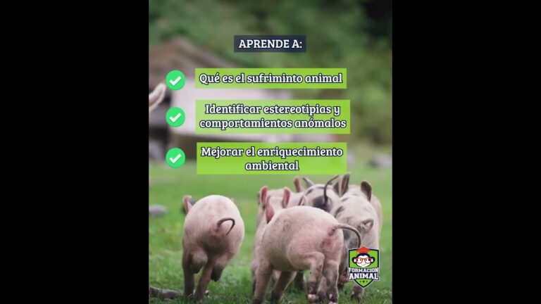 Bienestar y Cuidados Veterinarios de los Hámsters