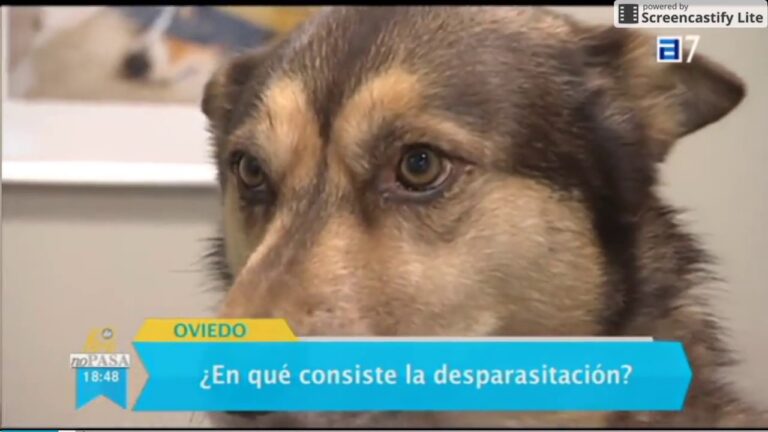 Guía de Veterinarios: Consejos para la Vacunación Preventiva