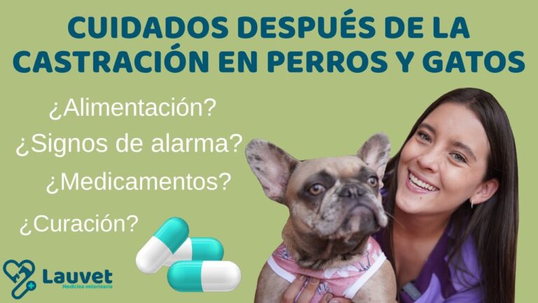 Rehabilitaci&oacute;n Exitosa: El Poder de los Medicamentos Veterinarios