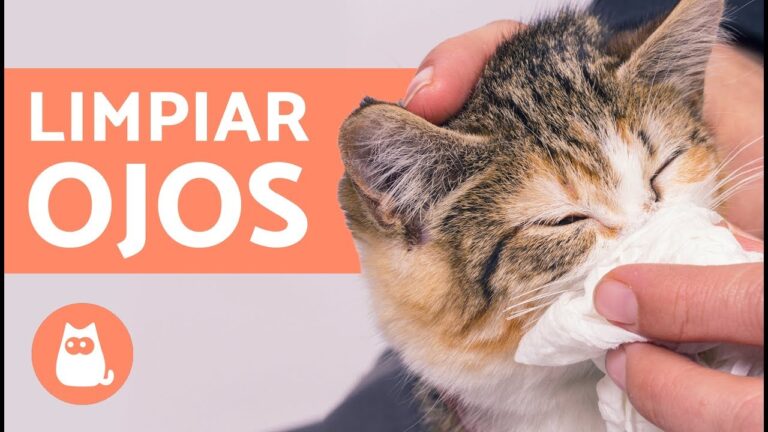 Prevenci&oacute;n de Problemas Oculares en Mascotas Mediante la Higiene