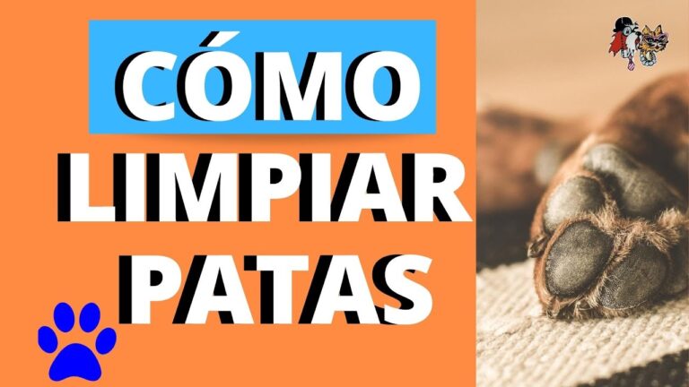 Aseo y Limpieza de Patas: Clave en el Cuidado de Tu Mascota
