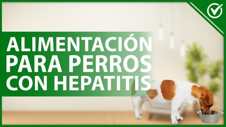 Cuidados Esenciales para Perros con Hepatitis