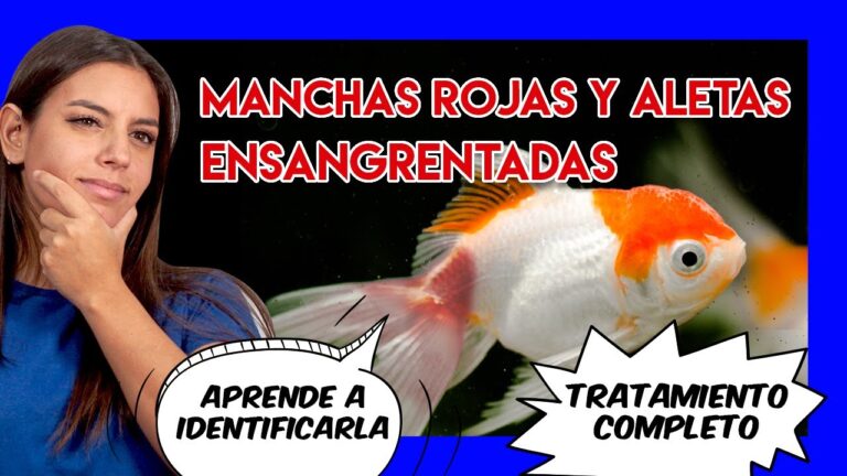 Tratamiento de Heridas Comunes en Peces