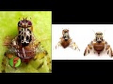 Cuidado Preventivo Esencial para Reptiles como Mascotas