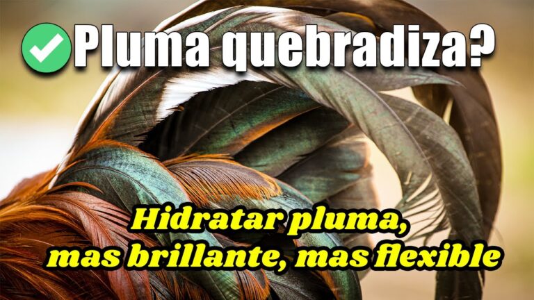 Atenci&oacute;n Veterinaria en el Mantenimiento de Plumas de Aves