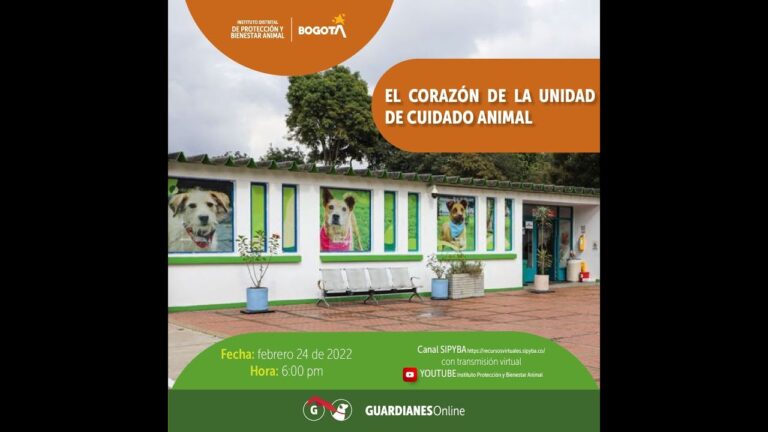 Cuidado Veterinario para Mejorar el Comportamiento Animal