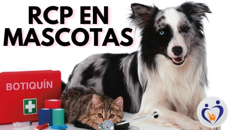Control Efectivo de Par&aacute;sitos en Emergencias Veterinarias para Mascotas