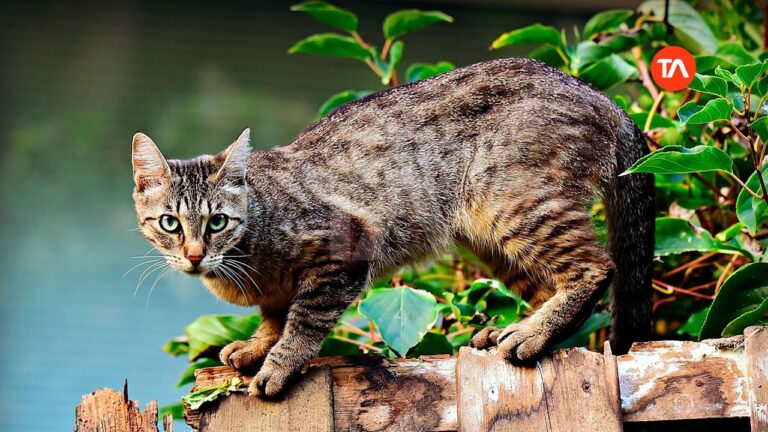 La Higiene Esencial para Prevenir la Sarna en Animales