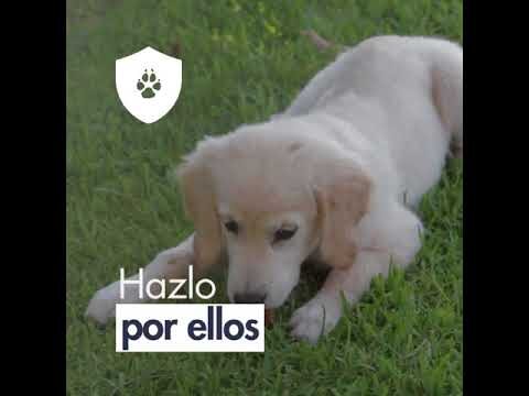 Derechos de los Animales en Exhibiciones: Una Perspectiva &Eacute;tica