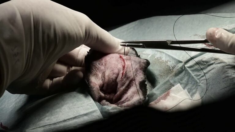 Gu&iacute;a del Procedimiento de Cirug&iacute;a de O&iacute;do en Animales