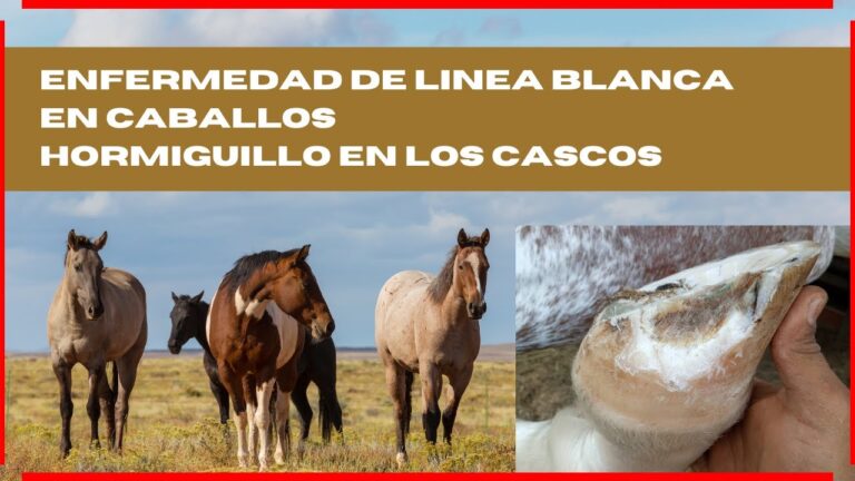 Prevenci&oacute;n Efectiva de Enfermedades en las Pezu&ntilde;as de los Caballos