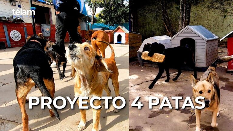 Derechos de los Animales en Refugios de Rescate