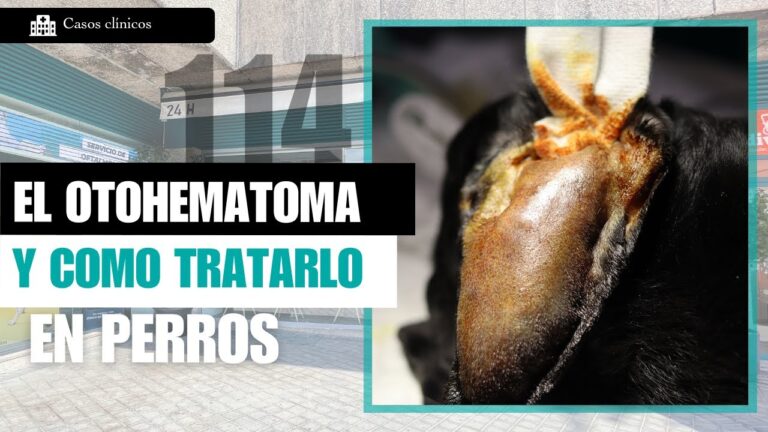 Rehabilitaci&oacute;n Efectiva Tras Cirug&iacute;a de O&iacute;do en Animales
