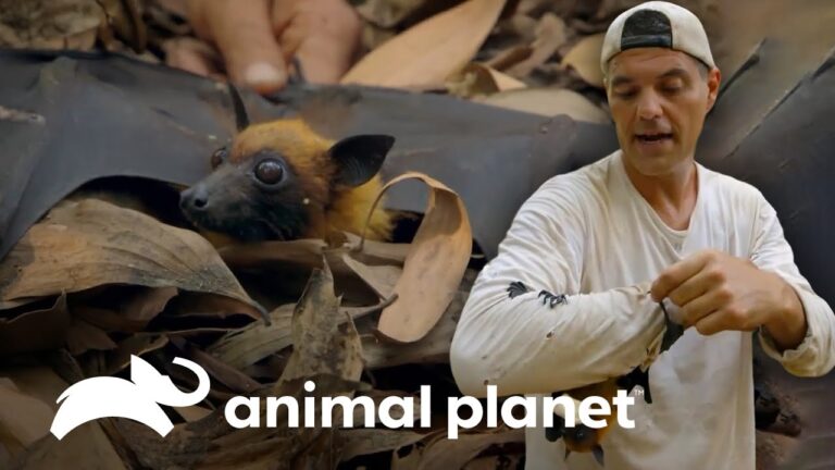 Especies &Uacute;nicas de Animales Ex&oacute;ticos: Un Viaje a la Diversidad Natural