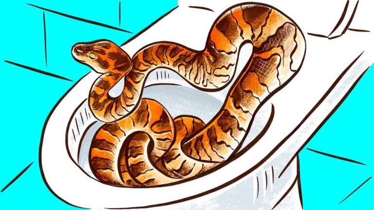 Gu&iacute;a pr&aacute;ctica para el ba&ntilde;o y aseo de reptiles en casa