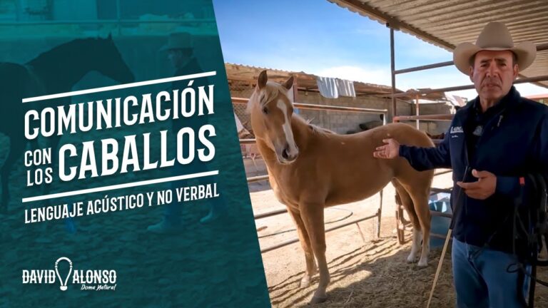 La Importancia de la Comunicaci&oacute;n No Verbal en el Cuidado Animal