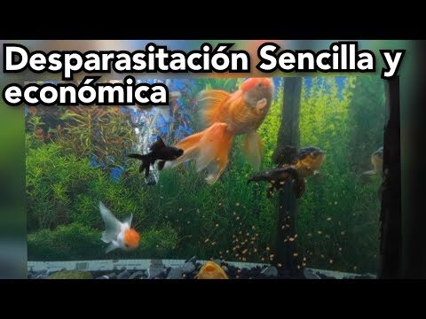Importancia de la Desparasitaci&oacute;n en Peces