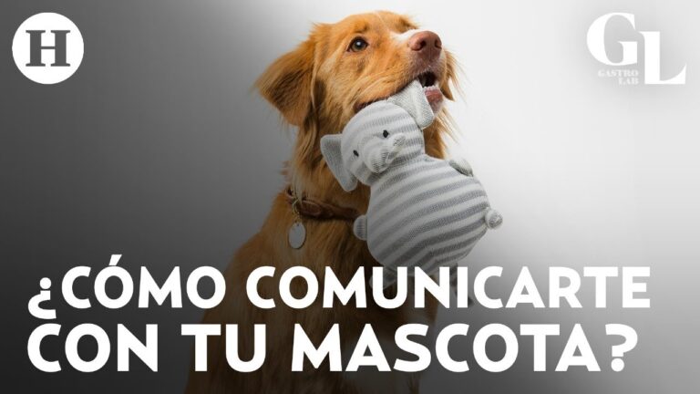 La importancia de la comunicaci&oacute;n no verbal en la relaci&oacute;n con tu perro
