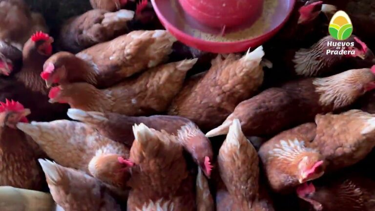 Accesorios Esenciales para el Bienestar de las Aves