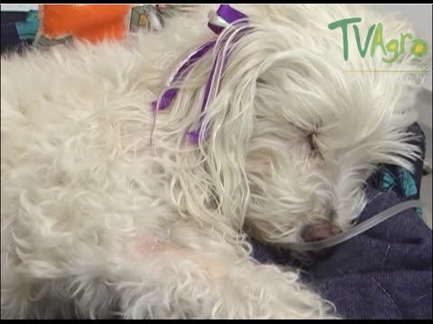 Consejos Clave para Prevenir Enfermedades Gástricas en Perros