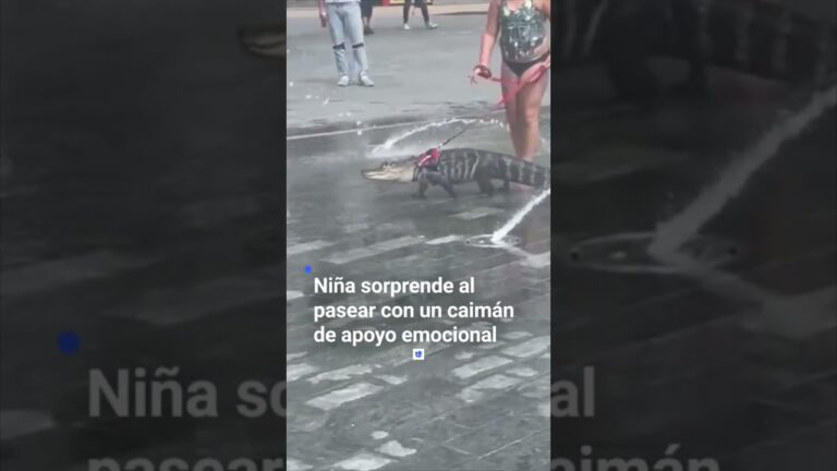 Cuidado Emocional de Reptiles como Mascotas