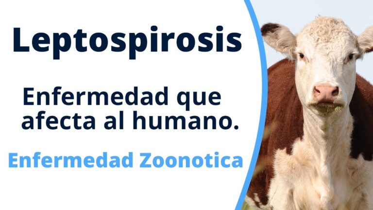 Prevenci&oacute;n de Leptospirosis en Animales: Claves Esenciales