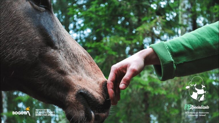 Innovaciones Tecnol&oacute;gicas para el Bienestar Animal